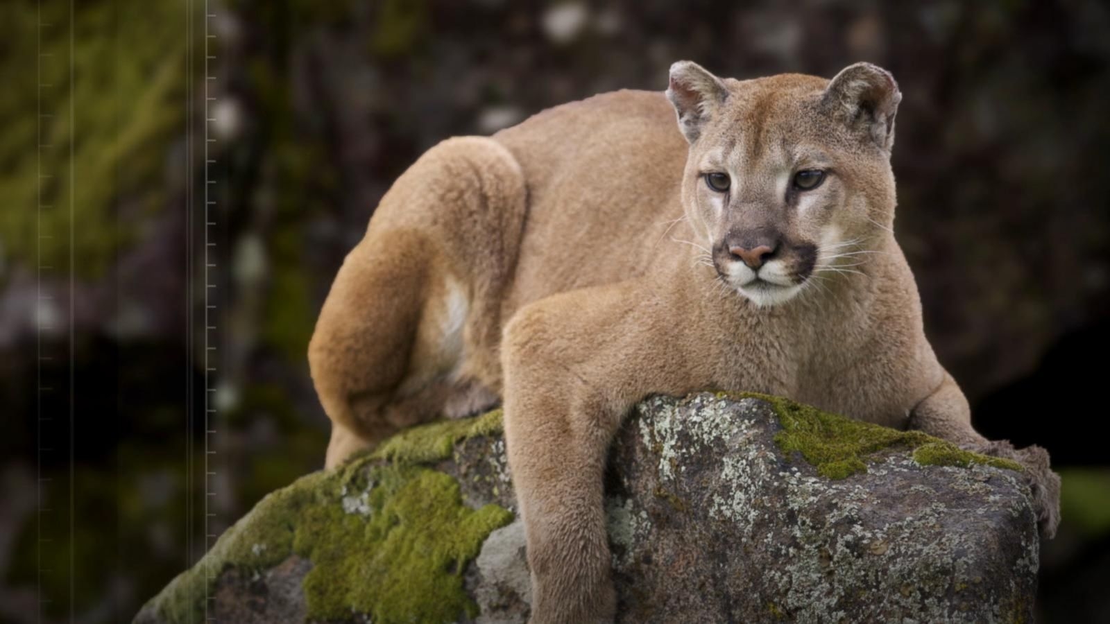Jogger Recovering After Mountain Lion Attack In Colorado Good Morning 