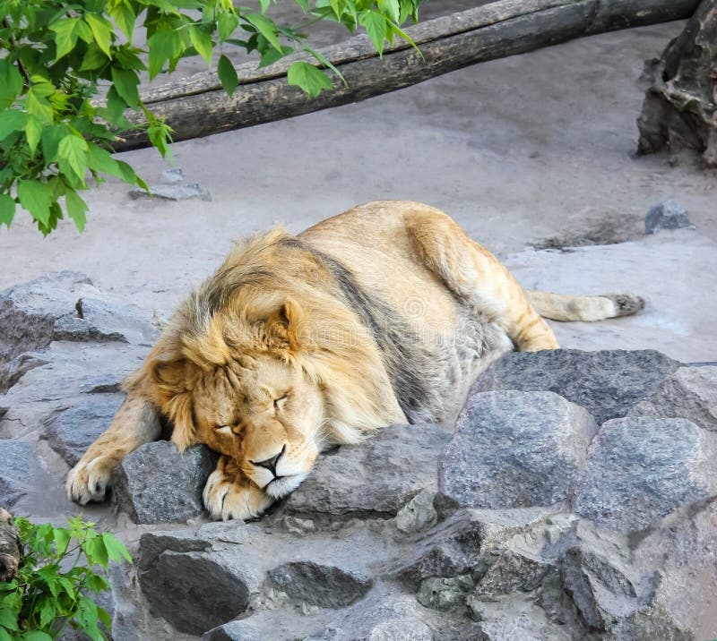 Lazy Lion Sleeping On Rocks Stock Photo Image Of Exhausted Hair 