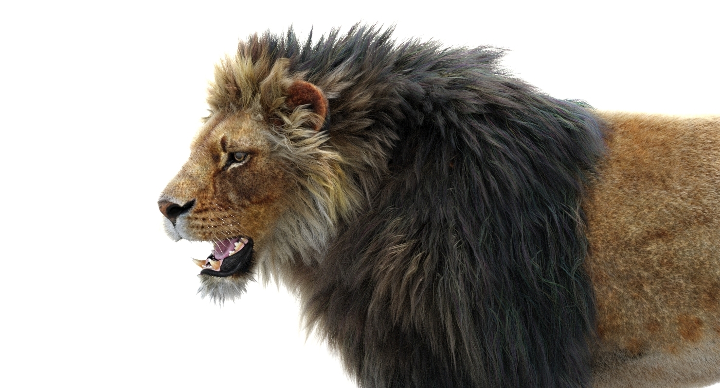 Lion 2 Fur Colors Model TurboSquid 1156859