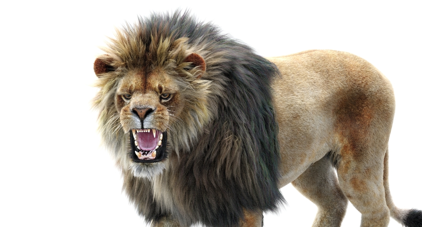 Lion 2 Fur Colors Model TurboSquid 1156859