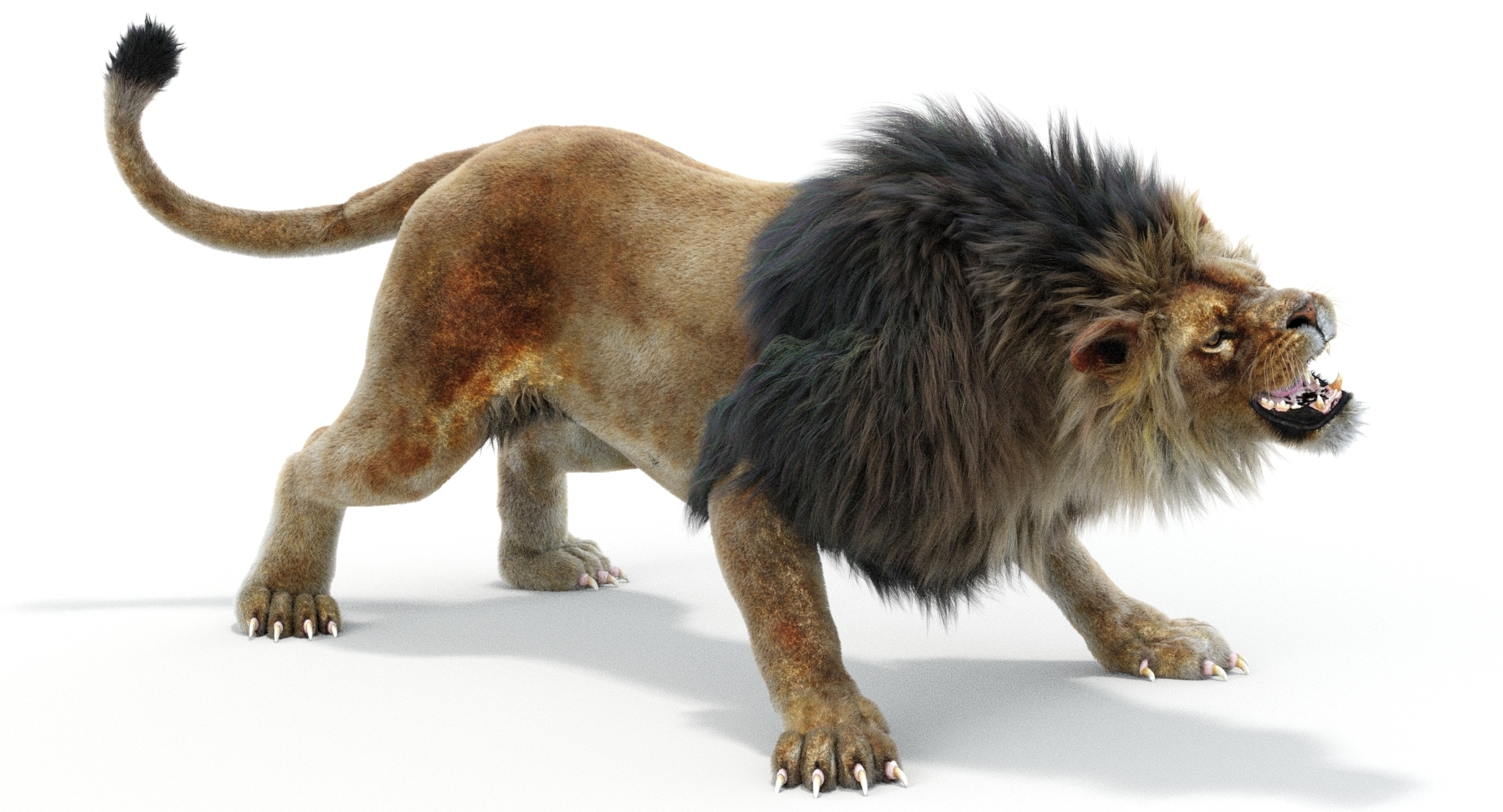 Lion 2 Fur Colors Model TurboSquid 1156859