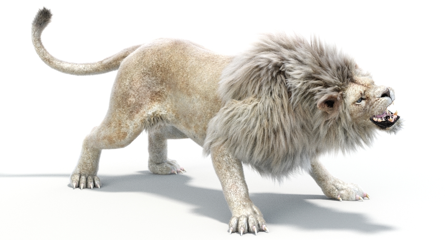 lion fur colors
