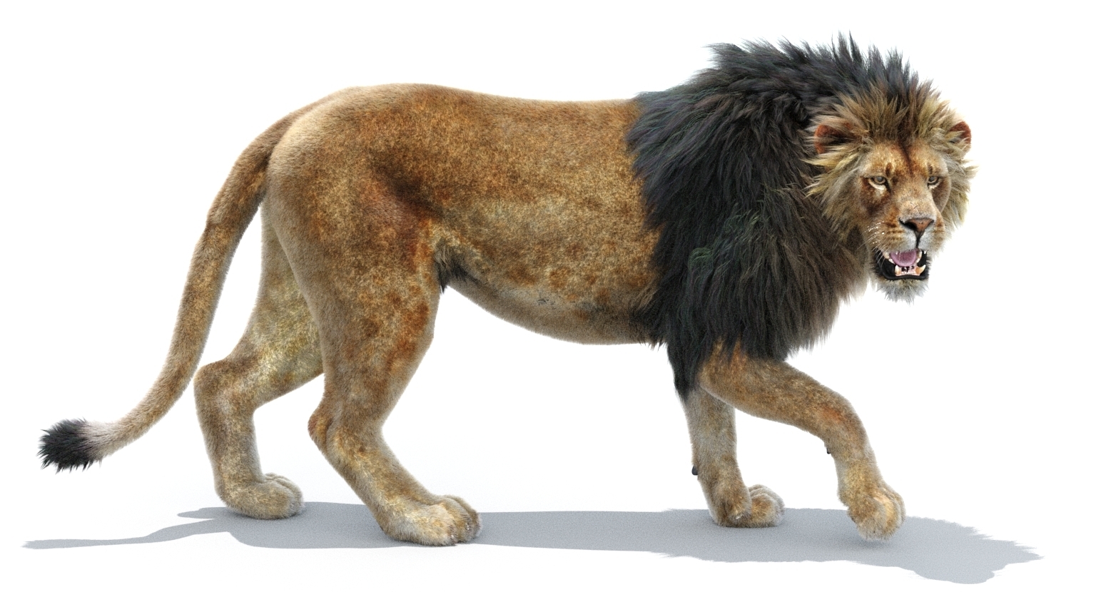 Lion 2 Fur Colors Model TurboSquid 1156859
