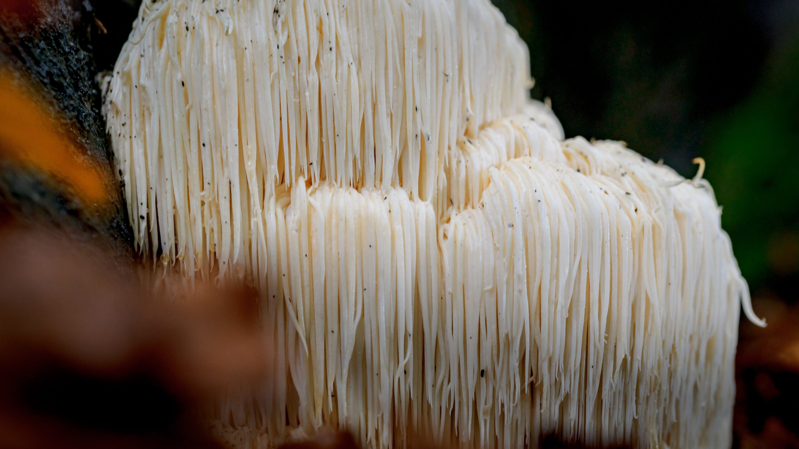 Lion 39 s Mane Mushroom Health Benefits Family Health Advocacy