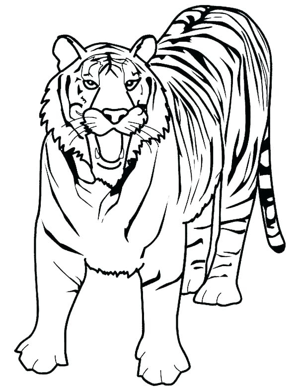 Lion And Tiger Coloring Pages At GetColorings Free Printable 