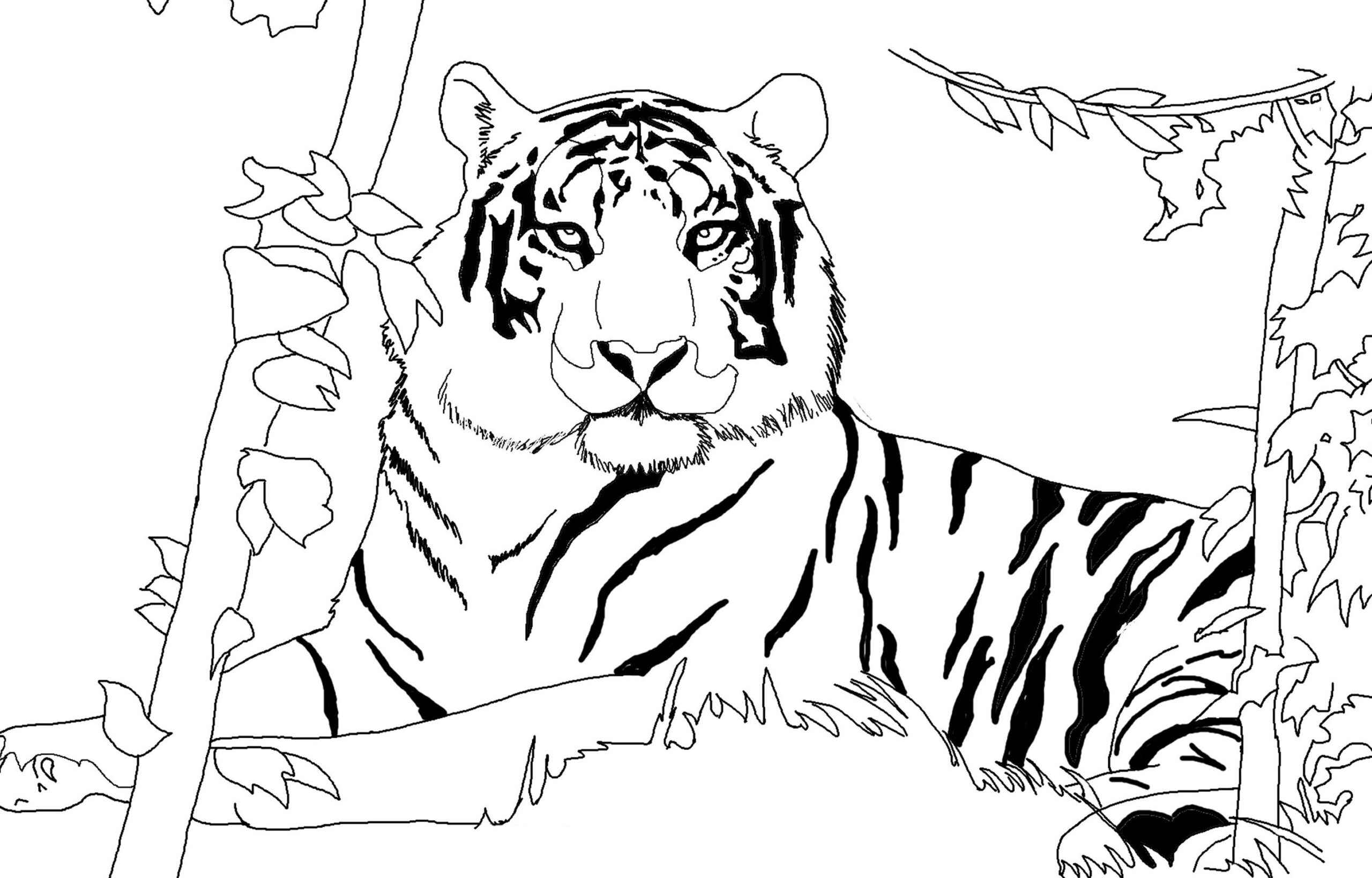 Lion And Tiger Coloring Pages At GetColorings Free Printable 