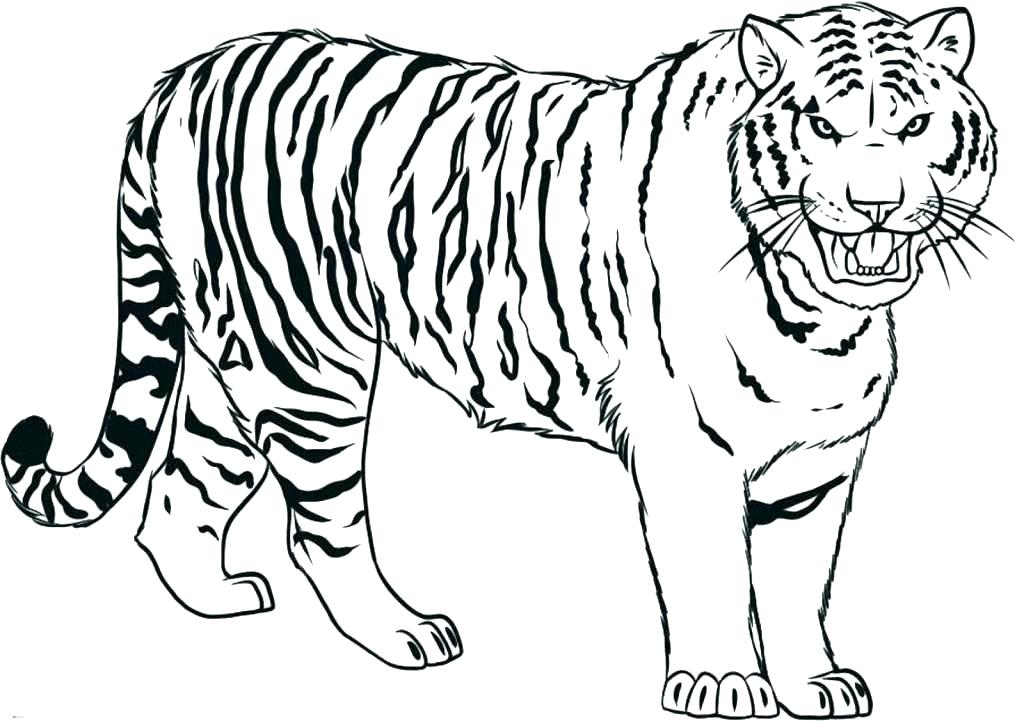 lion tiger coloring pages