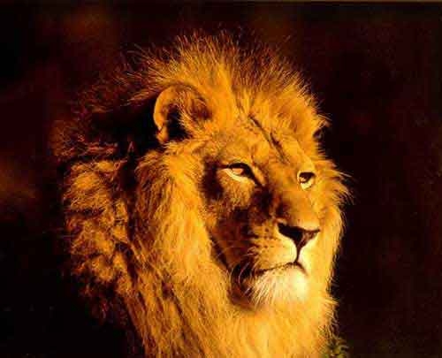 Lion Characteristics Animal Planet