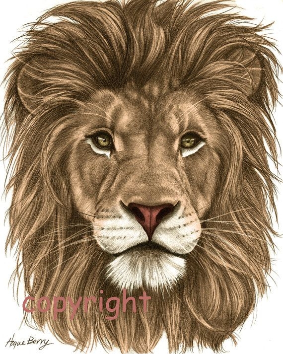 Lion Color Drawing At PaintingValley Explore Collection Of Lion 