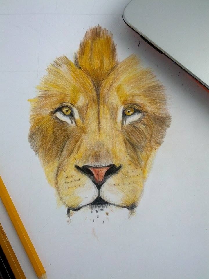 Lion Color Drawing At PaintingValley Explore Collection Of Lion 