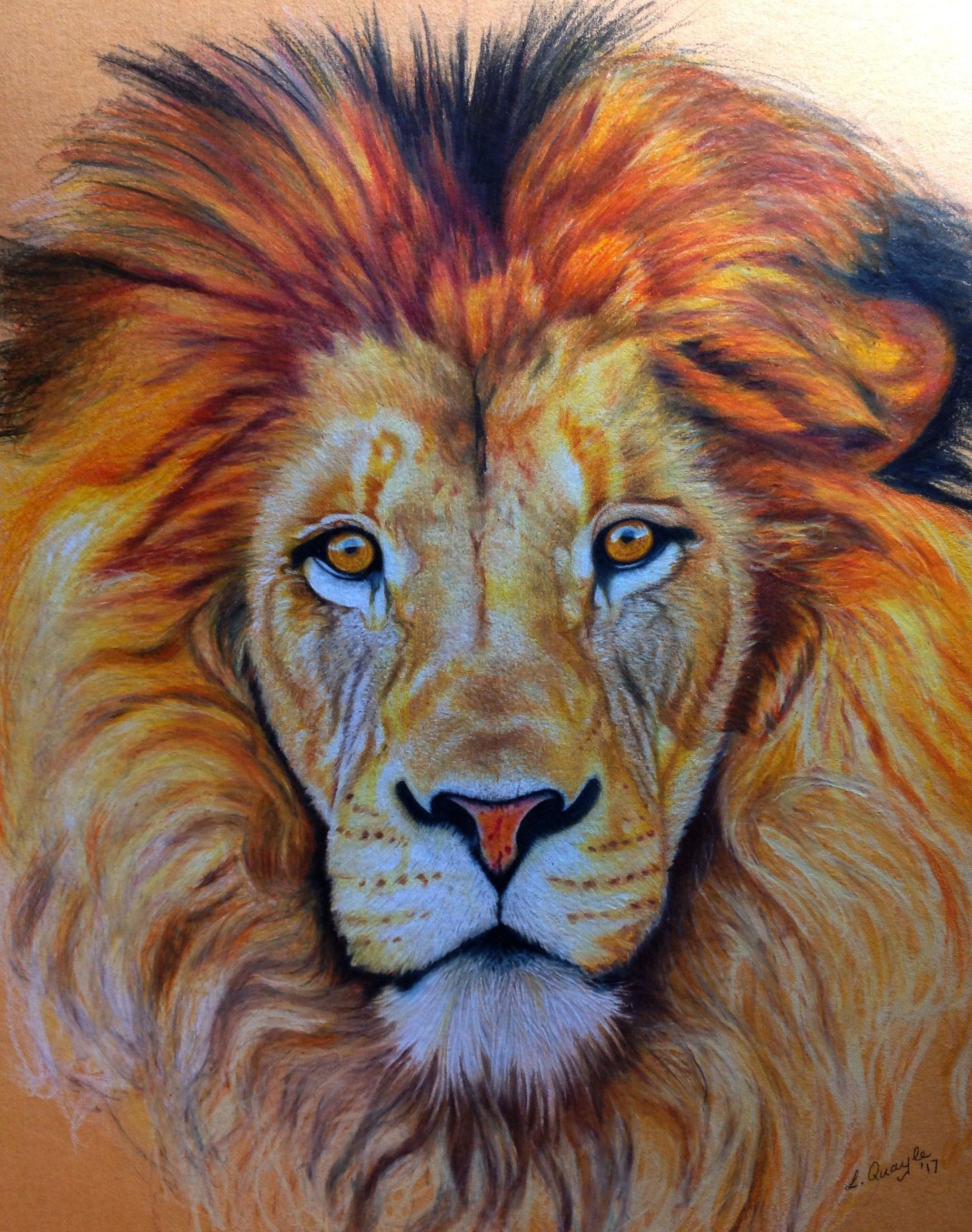 Lion Color Drawing Drawing rjuuc edu np
