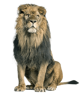 Lion Color Hex Code Is DECC9C