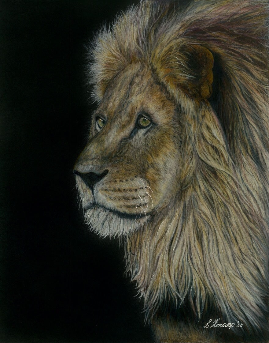 Lion Color Pencil Drawing Etsy