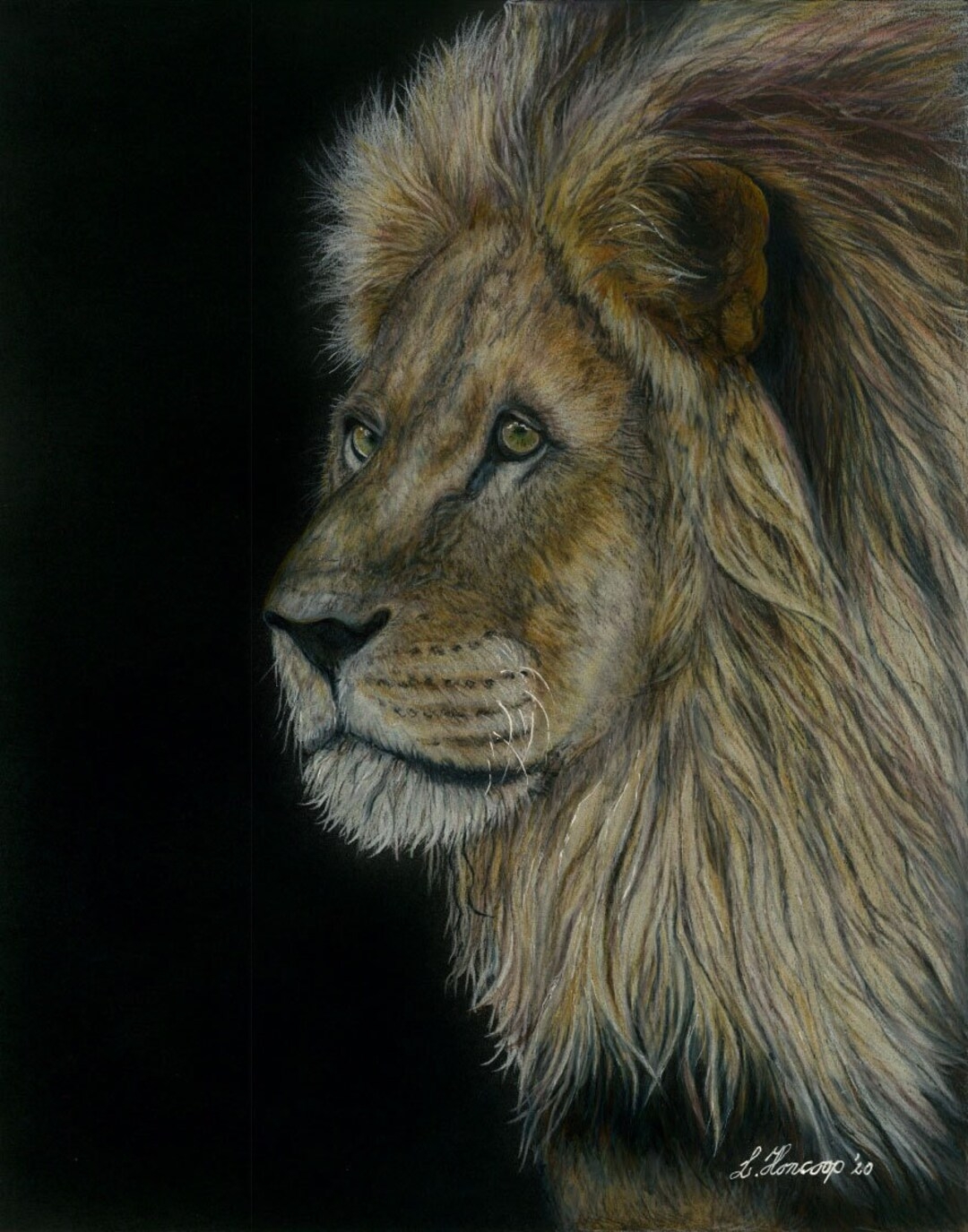 Lion Color Pencil Drawing Etsy