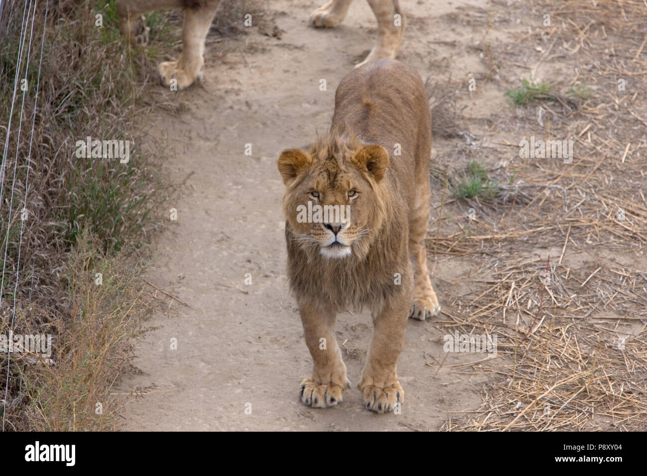 Lion Colorado Animal Sanctuary Stock Photo Alamy