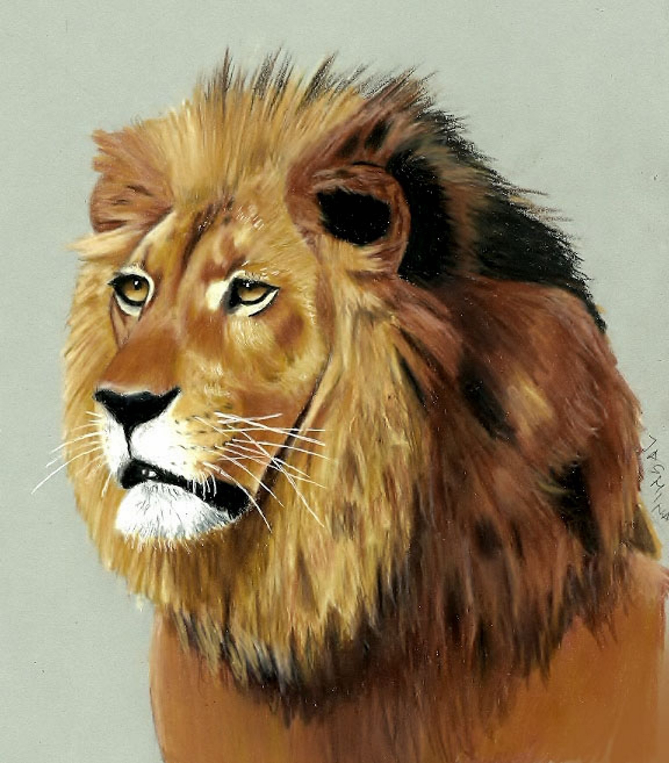 Lion Colored Pencil Drawing By JasminaSusak On DeviantArt