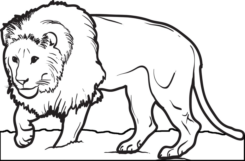 african lion coloring page