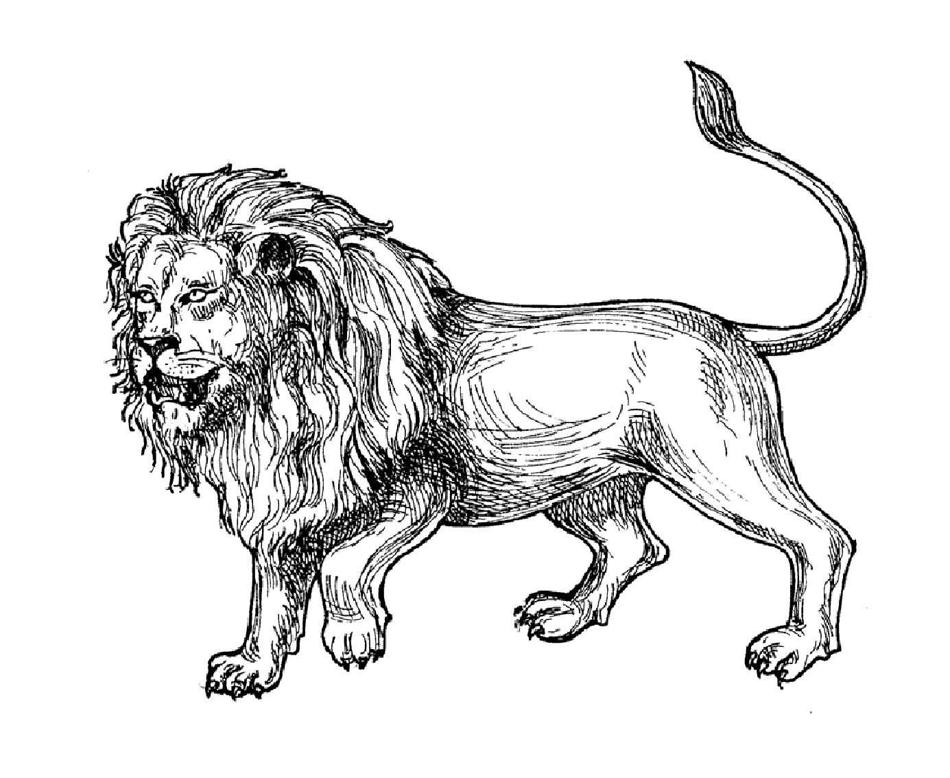 Lion Coloring Pages Already Colored Here Is A Lovely Lion Coloring 