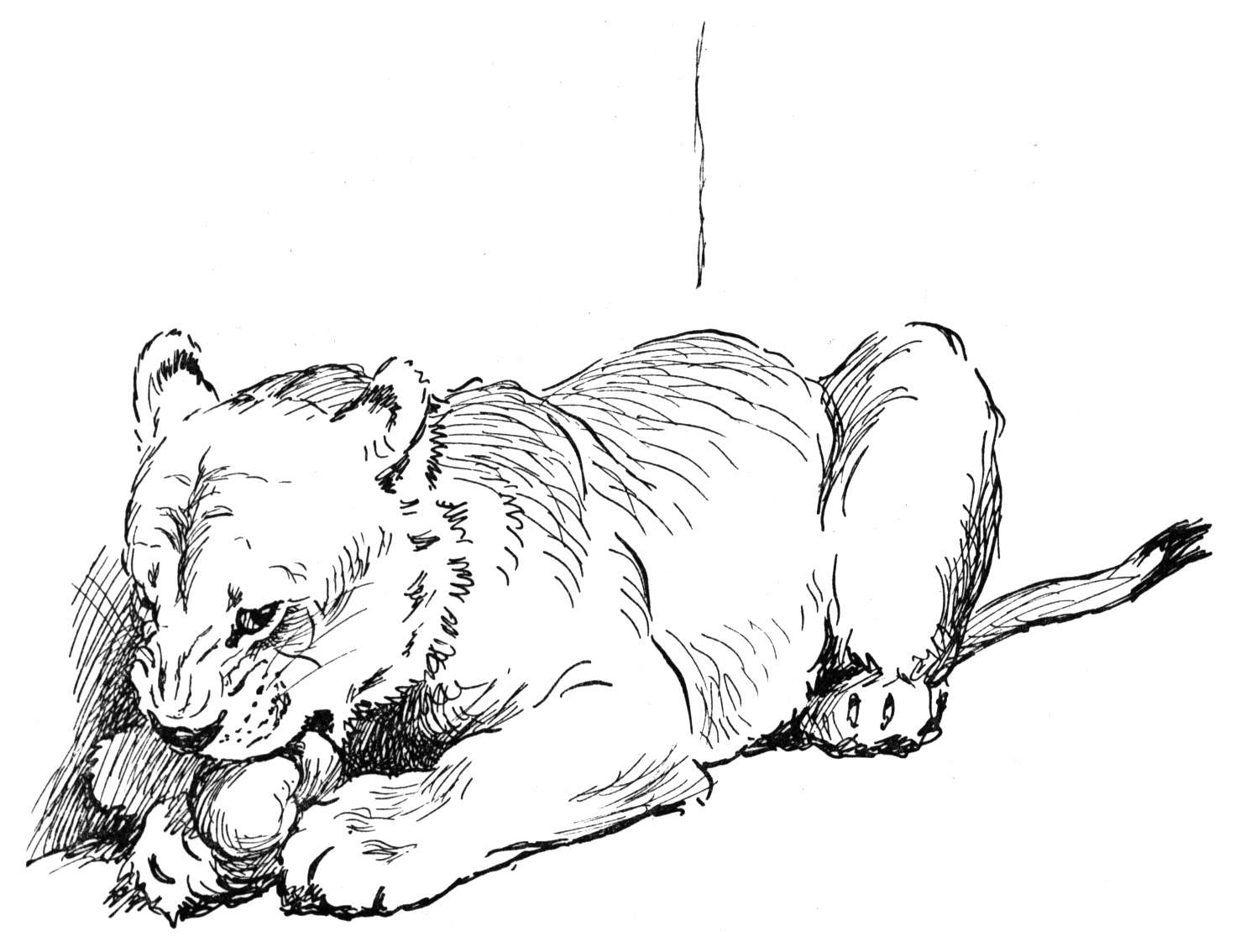 Lion Cub Cartoon Coloring Pages Coloring Pages