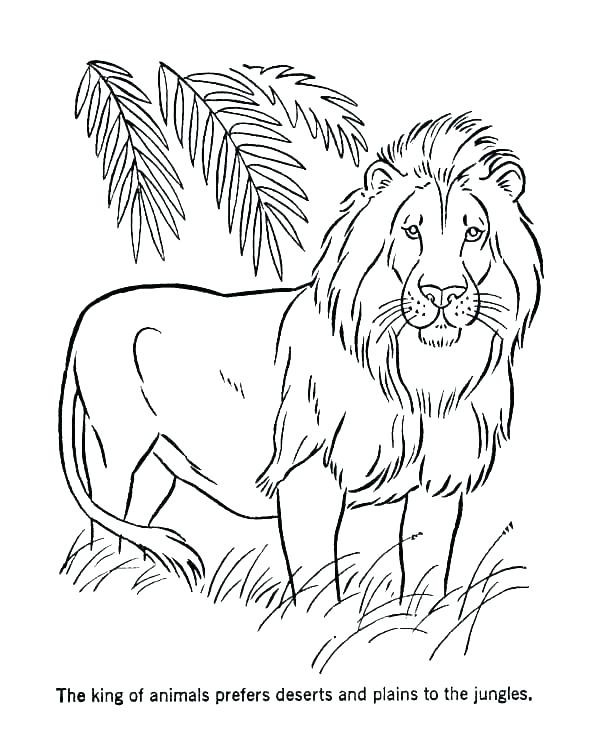 Lion Cub Drawing Easy At PaintingValley Explore Collection Of 