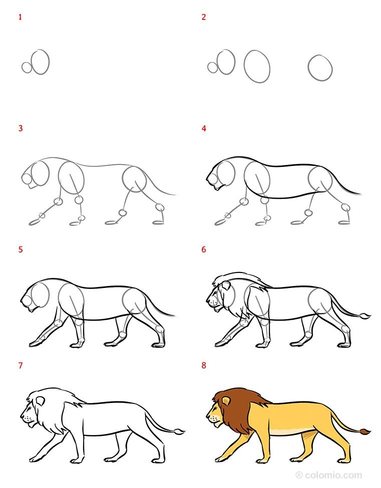 Lion Drawing Ideas How To Draw A Lion