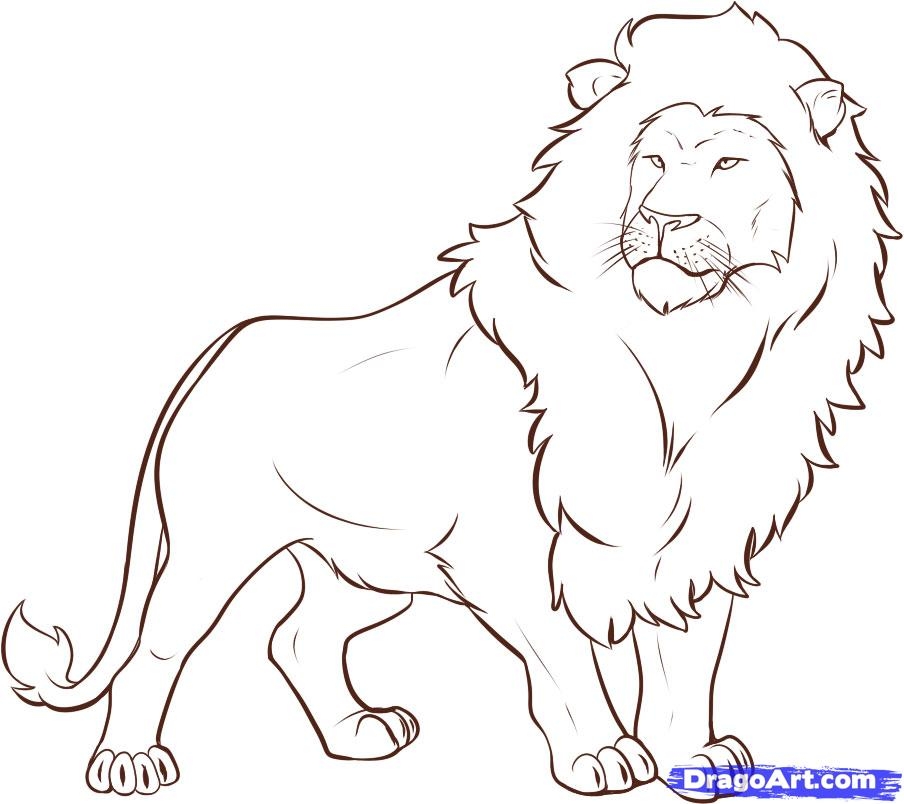 lion drawing to color