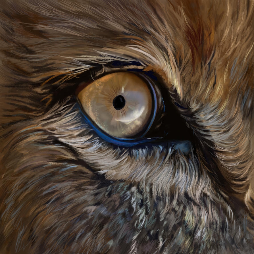 Lion Eye By Indu Art On DeviantArt