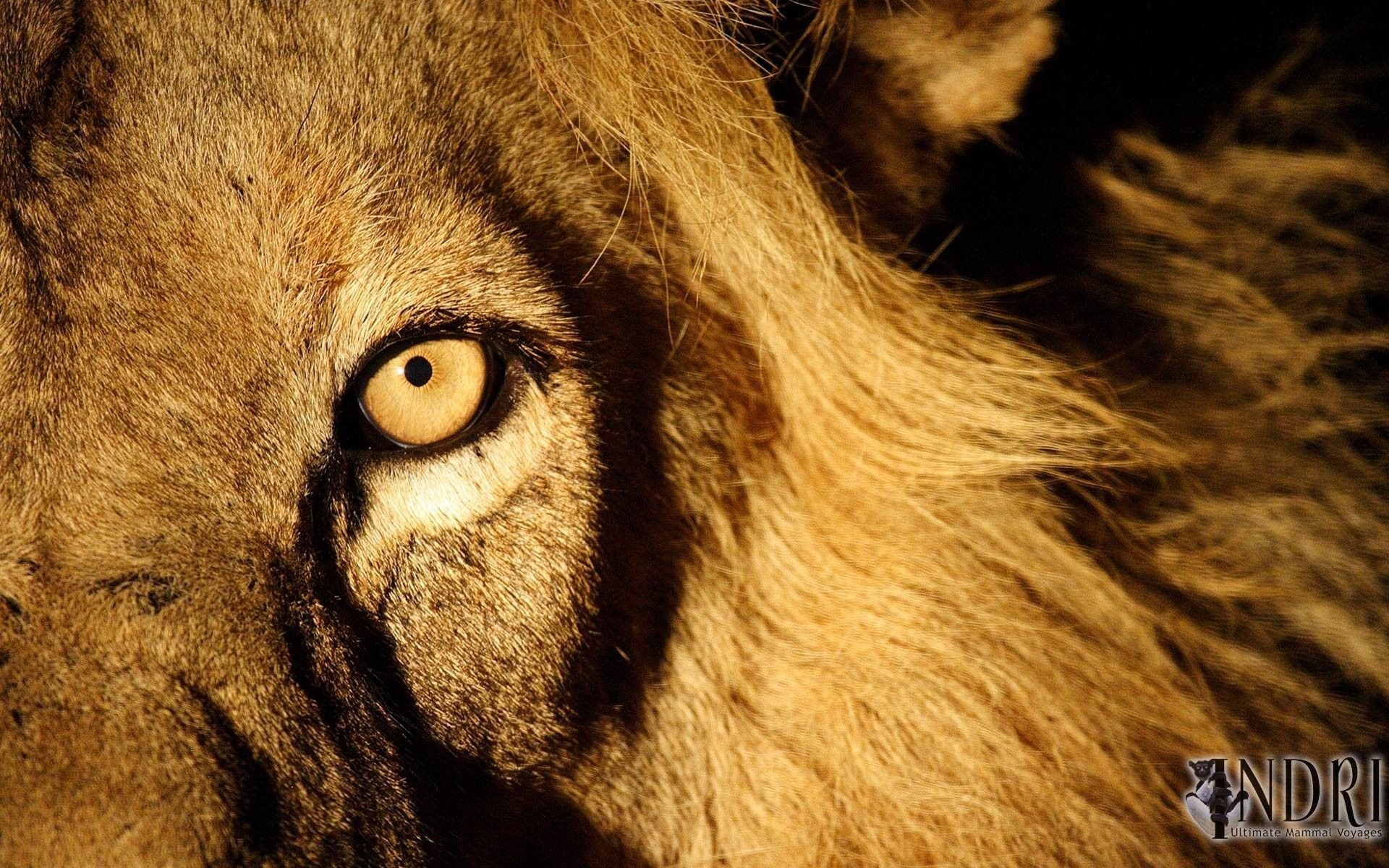 Lion Eye Wallpapers Wallpaper Cave