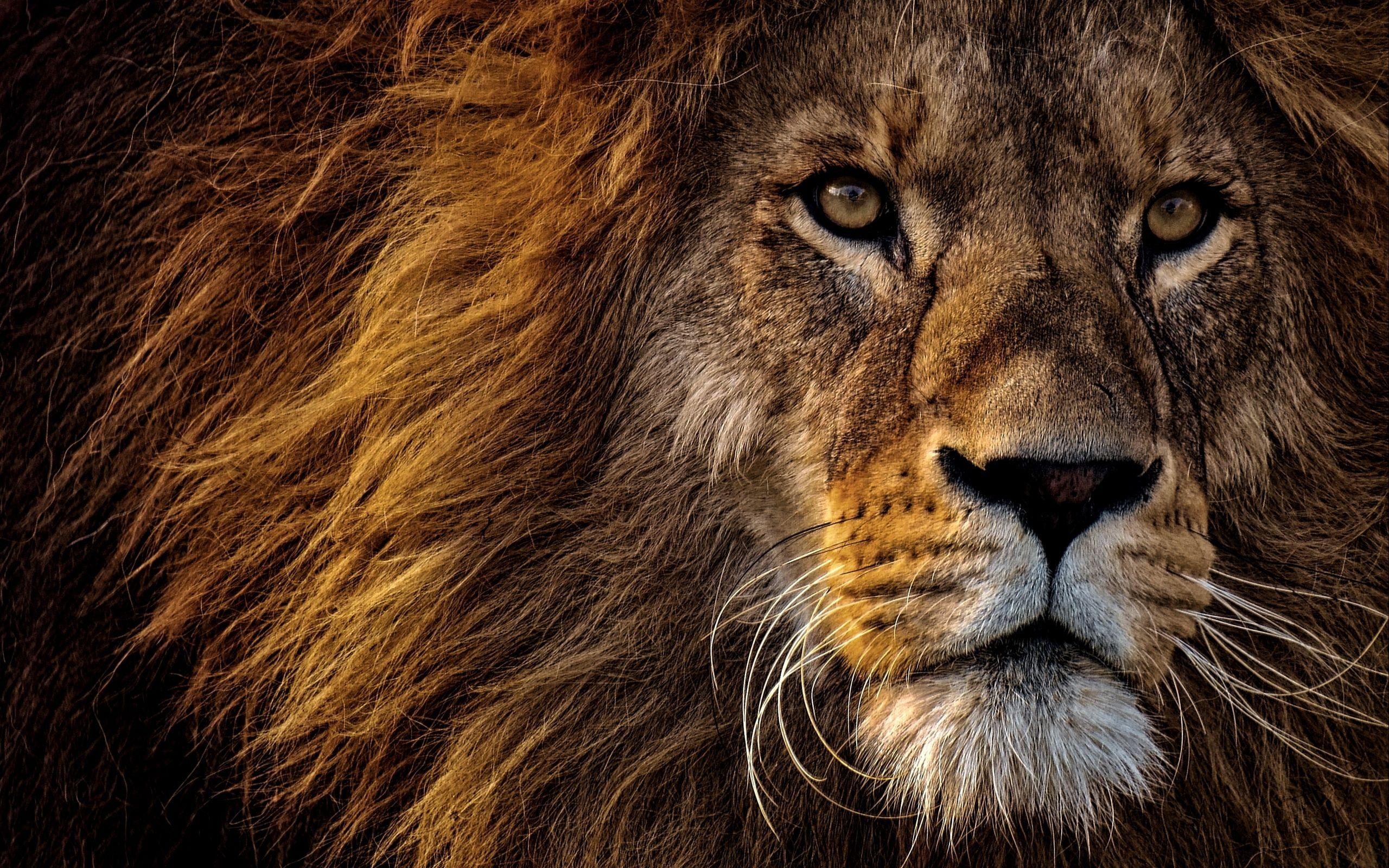 Lion Eyes Wallpapers Top Free Lion Eyes Backgrounds WallpaperAccess