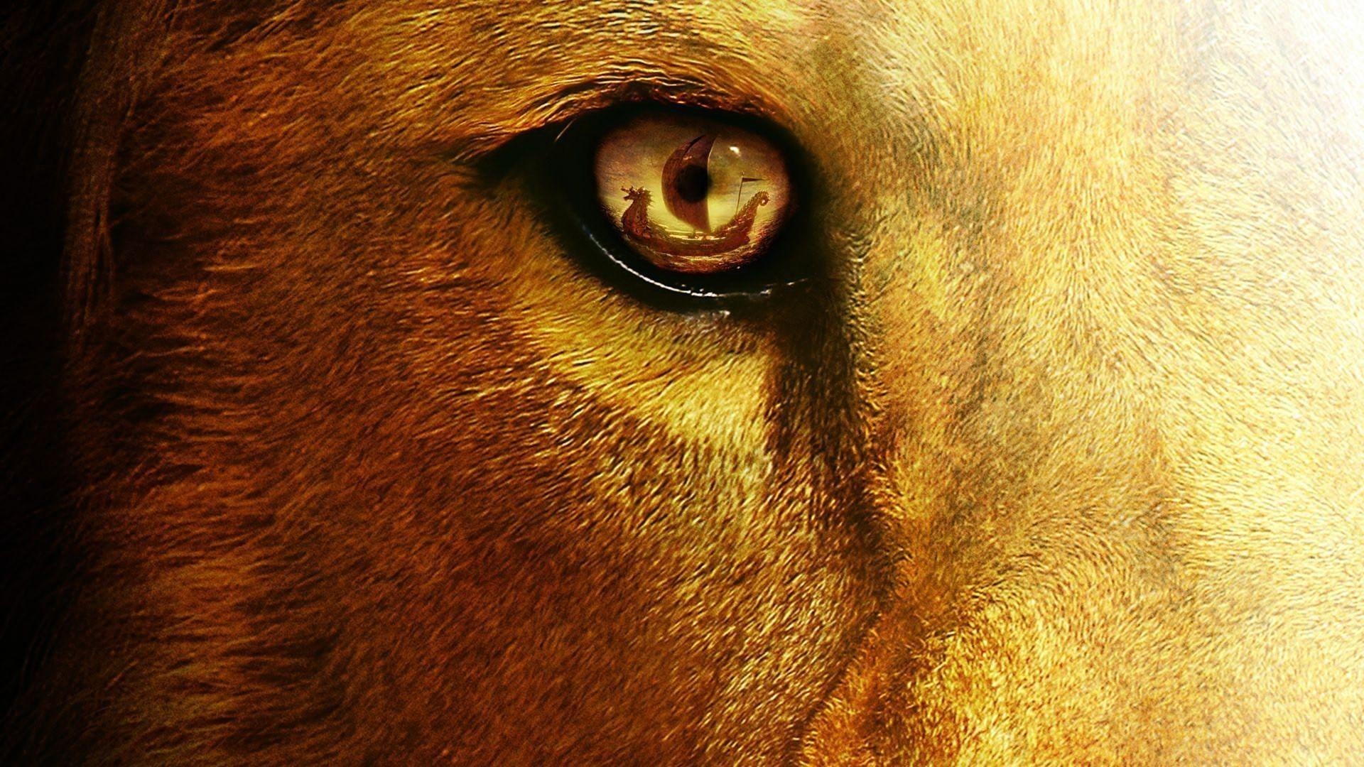 Lion Eyes Wallpapers Wallpaper Cave
