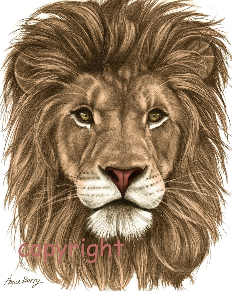 Lion Face Pencil Drawing At GetDrawings Free Download