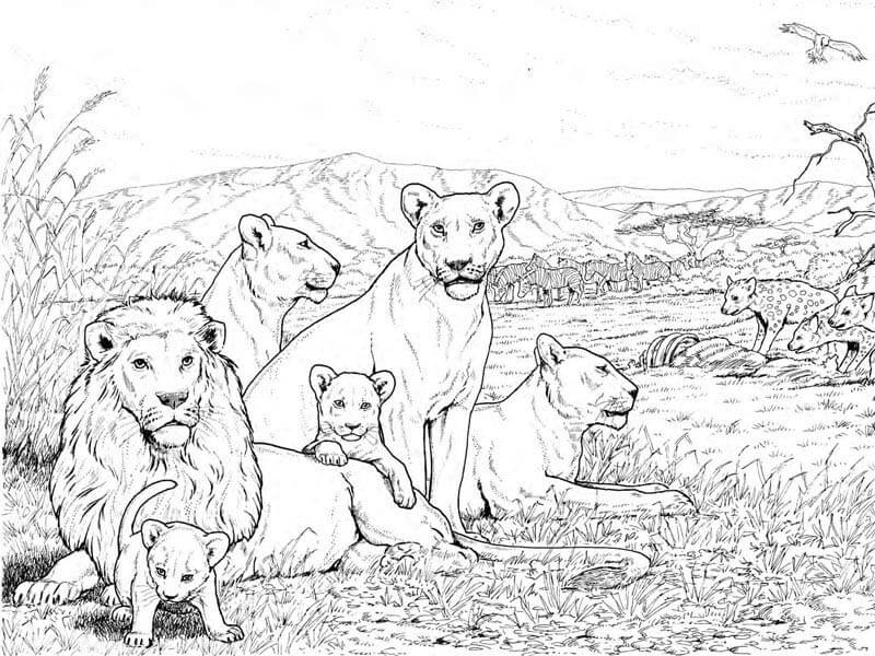 Lion Family Coloring Pages