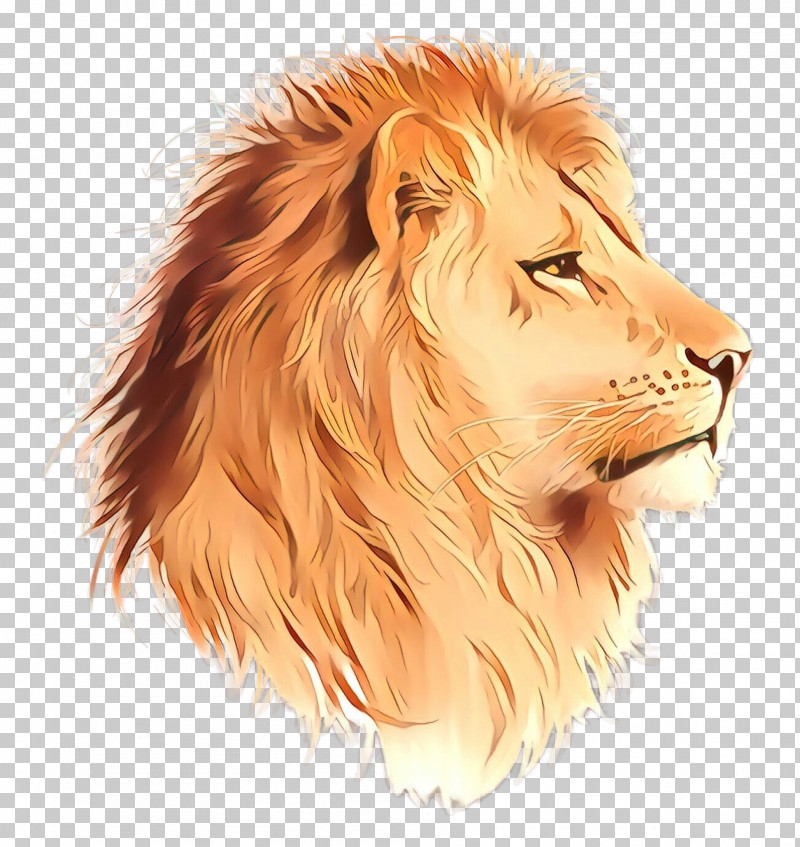 Lion Hair Masai Lion Wildlife Head PNG Clipart Drawing Fur Hair 