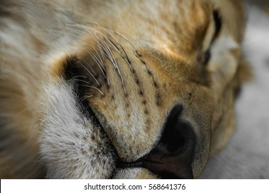 Lion Macro Nose Stock Photo 568641376 Shutterstock