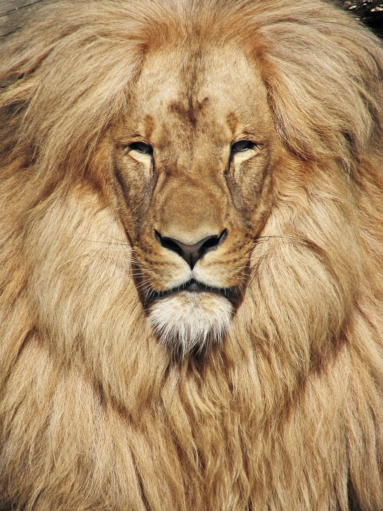 Lion Mane Photos
