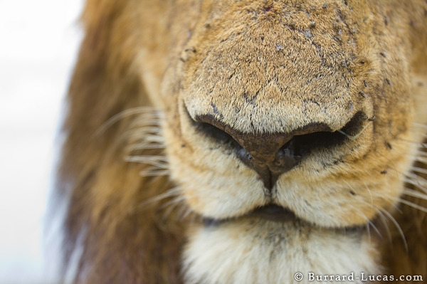 Lion Nose Burrard Lucas Photography
