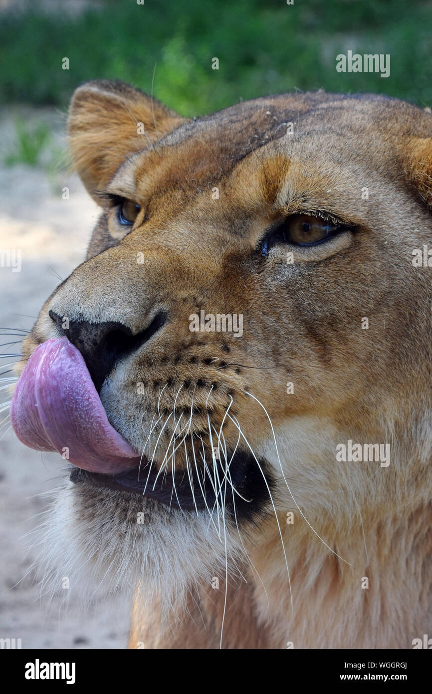 Lion Nose Hi res Stock Photography And Images Alamy