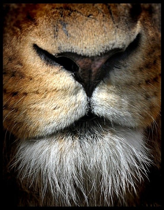 LION NOSE Lion Images Big Cats Wild Cats