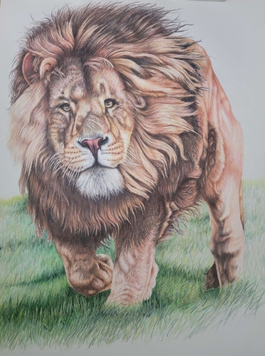 Lion Original Colored Pencil Drawing Dennis Guffey