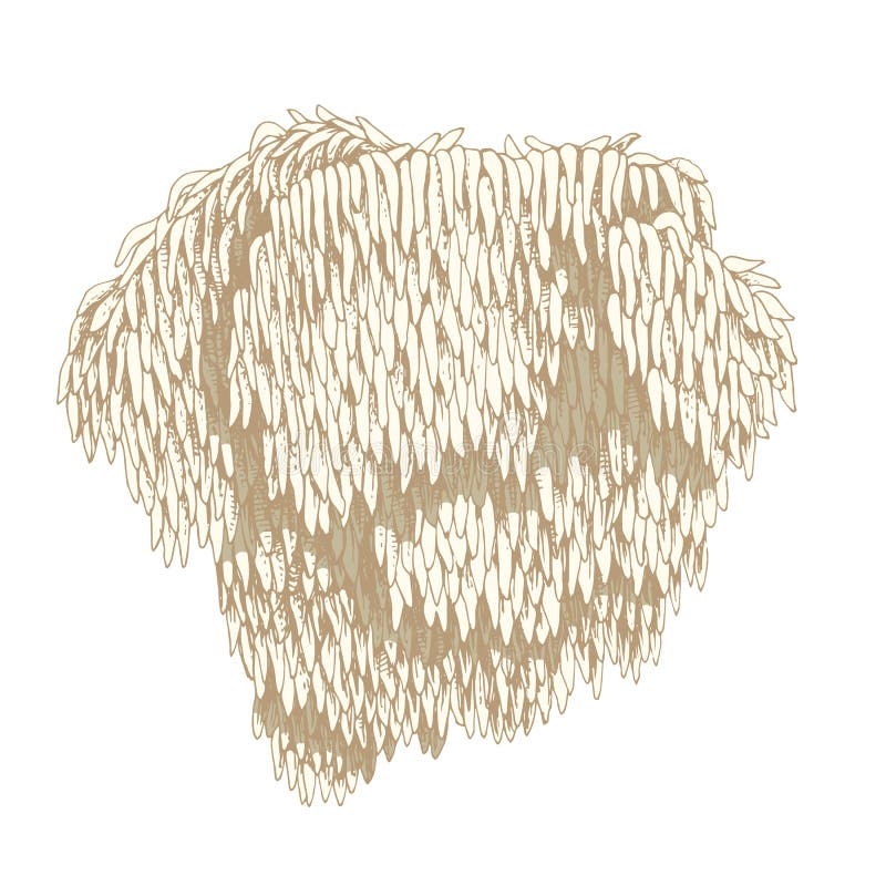 Lion S Mane Mushroom Or Hericium Erinaceus Stock Vector Illustration 