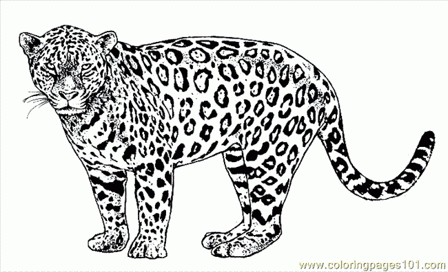 Lion Tiger Coloring Pages Coloring Pages