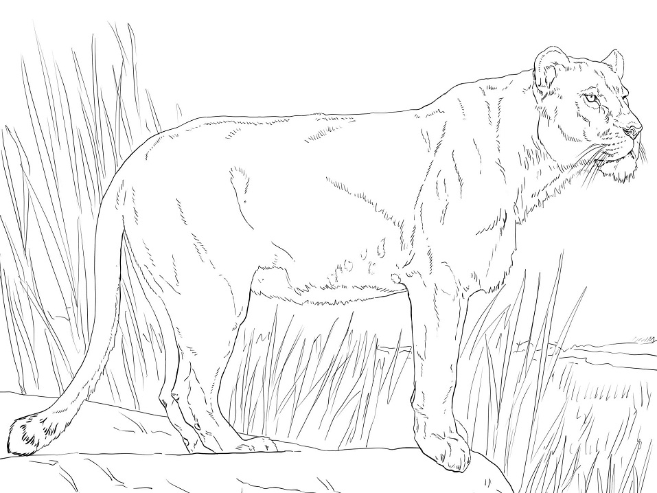 Lioness 1 Coloring Page Free Printable Coloring Pages For Kids