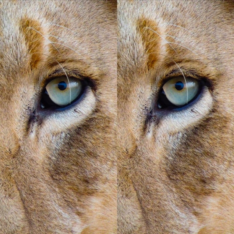 what color are lions eyes