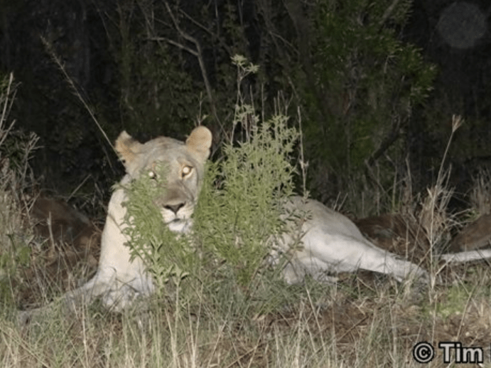 Lions Eyes