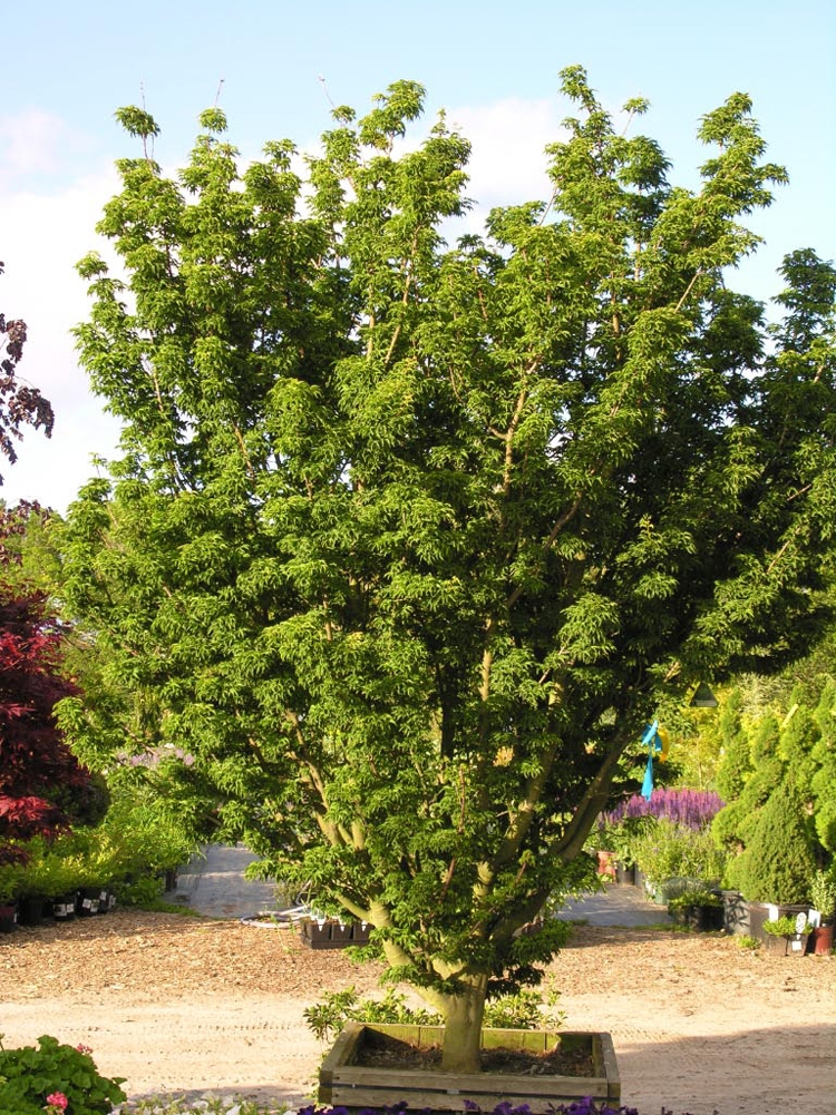 Lions Head Japanese Maple Katsura Gardens