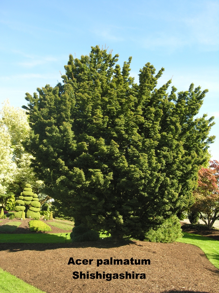 Lions Head Japanese Maple Katsura Gardens