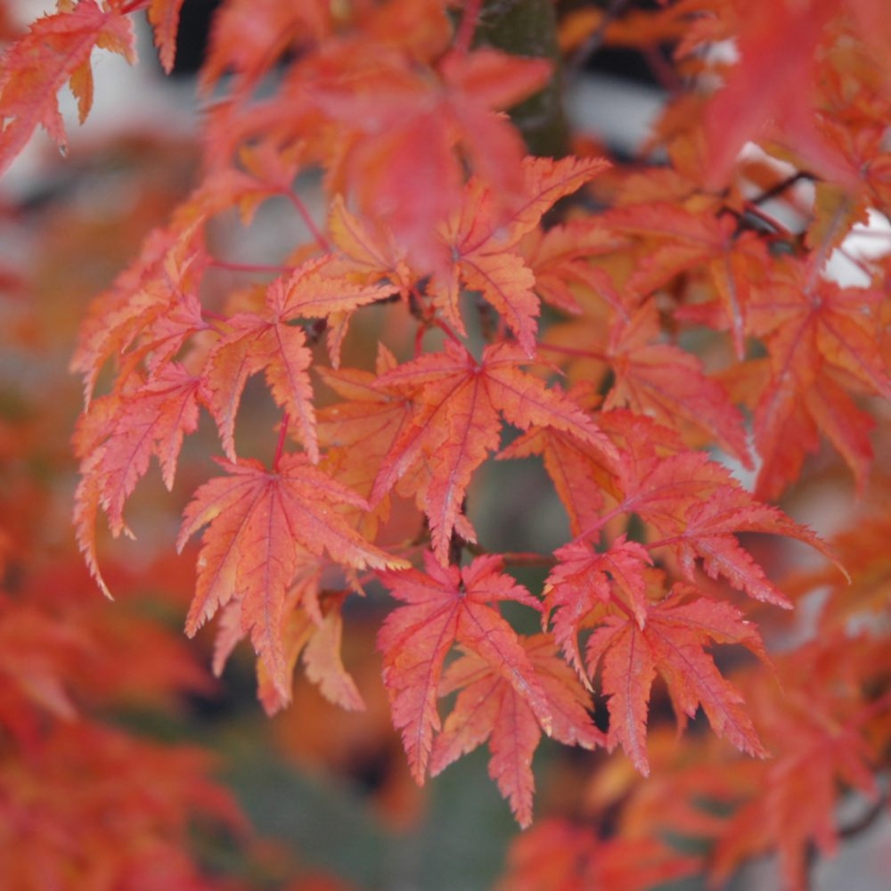lions head japanese maple fall color