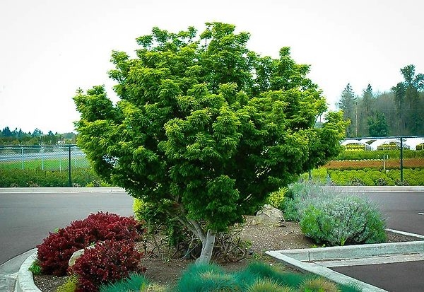 Lions Head Japanese Maple The Tree Center