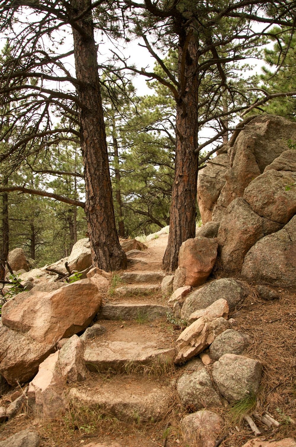 mountain lions in boulder colorado