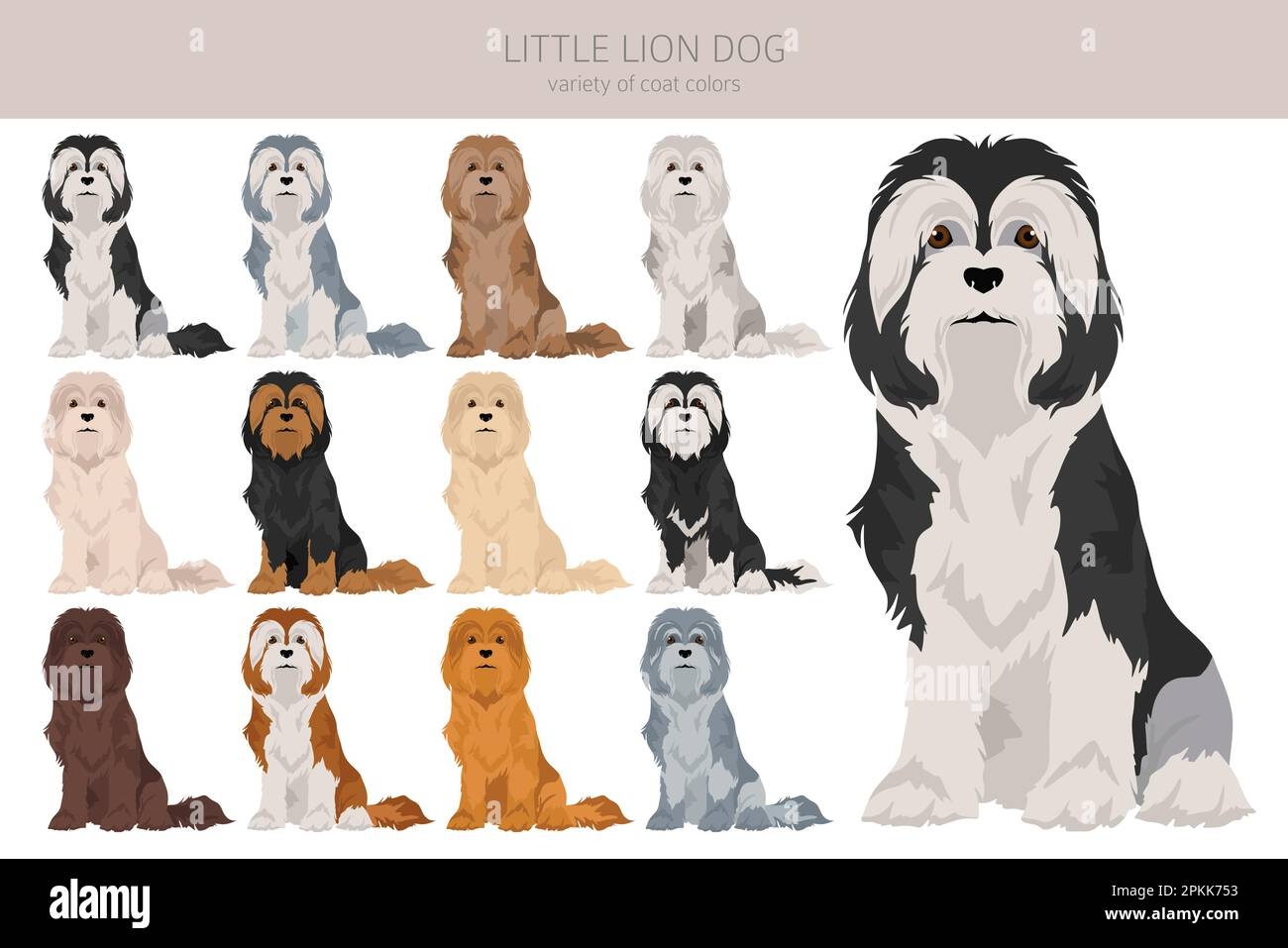 Little Lion Dog Clipart Different Poses Coat Colors Set Vector 